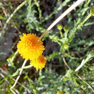 Calotis lappulacea at Fadden, ACT - 26 Oct 2024 07:59 AM