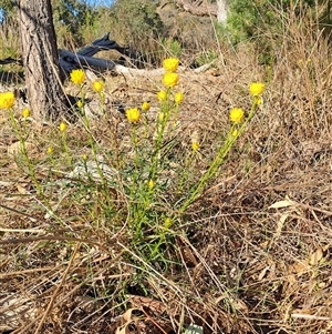 Xerochrysum viscosum at Fadden, ACT - 26 Oct 2024