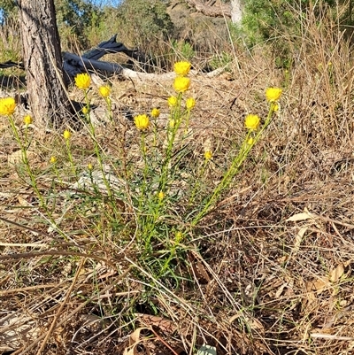 Xerochrysum viscosum (Sticky Everlasting) at Fadden, ACT - 26 Oct 2024 by LPadg