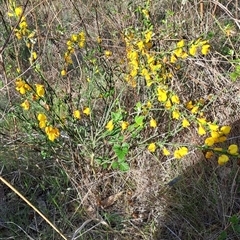 Cytisus scoparius subsp. scoparius (Scotch Broom, Broom, English Broom) at Fadden, ACT - 26 Oct 2024 by LPadg