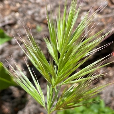 Bromus sp. (A Brome) at Jerrabomberra, NSW - 24 Oct 2024 by SteveBorkowskis