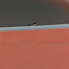 Hirundo neoxena (Welcome Swallow) at Kepnock, QLD - 25 Oct 2024 by Gaylesp8