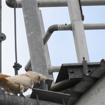 Cacatua sanguinea (Little Corella) at Howard, QLD - 14 Sep 2024 by Gaylesp8