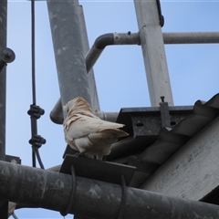 Cacatua sanguinea at Howard, QLD - 14 Sep 2024 02:39 PM