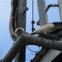 Cacatua sanguinea at Howard, QLD - 14 Sep 2024 02:39 PM