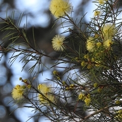 Acacia quadrilateralis at Howard, QLD - 14 Sep 2024 by Gaylesp8