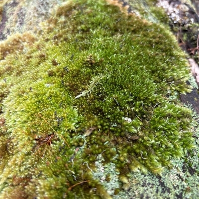 Unidentified Moss, Liverwort or Hornwort at Lorne, NSW - 26 Oct 2024 by Butlinz