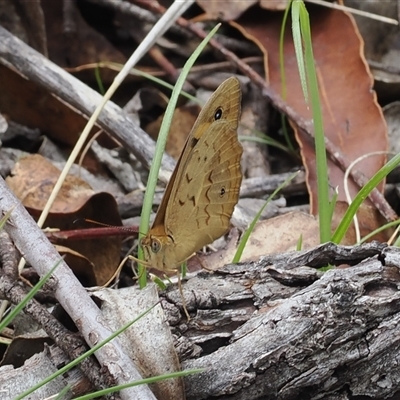 Heteronympha merope (Common Brown Butterfly) at Tharwa, ACT - 19 Oct 2024 by RAllen