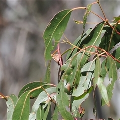 Argynnina cyrila at Cotter River, ACT - 19 Oct 2024