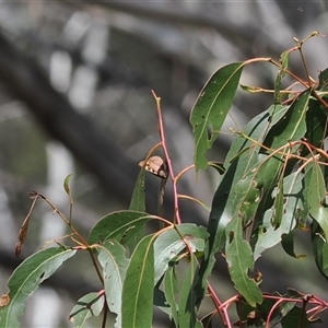 Argynnina cyrila at Cotter River, ACT - 19 Oct 2024