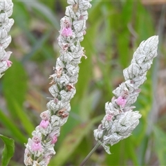 Justicia betonica (Squirrel's Tail, Paper Plume) at Howard, QLD - 14 Sep 2024 by Gaylesp8