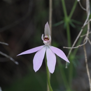 Caladenia carnea at Uriarra Village, ACT - 20 Oct 2024