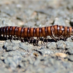 Paradoxosomatidae sp. (family) (Millipede) at Latham, ACT - 26 Oct 2024 by Thurstan