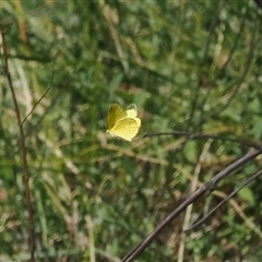 Eurema smilax (Small Grass-yellow) at Uriarra Village, ACT - 20 Oct 2024 by RAllen