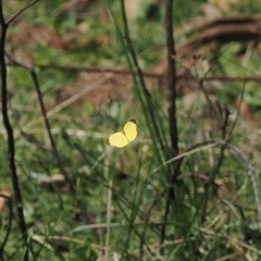 Eurema smilax at Uriarra Village, ACT - 20 Oct 2024 03:02 PM