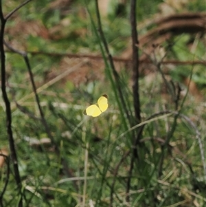 Eurema smilax at Uriarra Village, ACT - 20 Oct 2024 03:02 PM