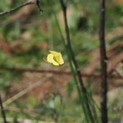 Eurema smilax at Uriarra Village, ACT - 20 Oct 2024 03:02 PM