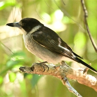 Cracticus torquatus (Grey Butcherbird) at Latham, ACT - 25 Oct 2024 by Thurstan