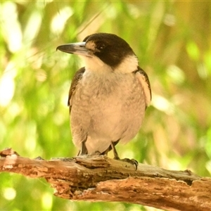 Cracticus torquatus at Latham, ACT - 26 Oct 2024 10:23 AM