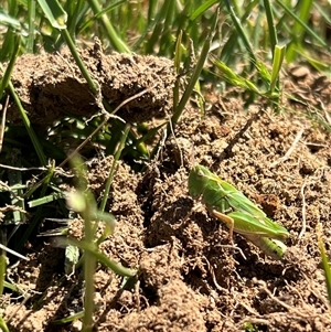 Perala viridis at Throsby, ACT - 26 Oct 2024 11:30 AM