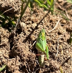 Perala viridis at Throsby, ACT - 26 Oct 2024 11:30 AM