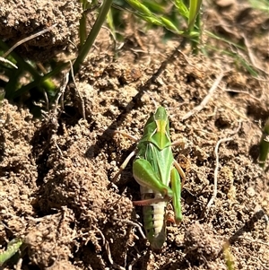 Perala viridis at Throsby, ACT - 26 Oct 2024 11:30 AM
