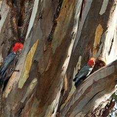 Callocephalon fimbriatum (Gang-gang Cockatoo) at Cook, ACT - 14 Oct 2024 by Jennybach