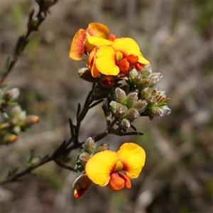 Dillwynia sericea at Gundary, NSW - 20 Oct 2024