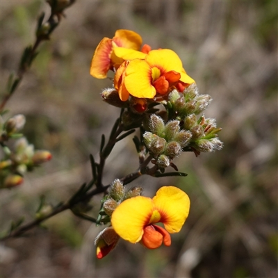 Dillwynia sericea (Egg And Bacon Peas) at Gundary, NSW - 20 Oct 2024 by RobG1