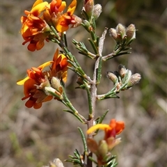 Dillwynia sericea at Gundary, NSW - 20 Oct 2024