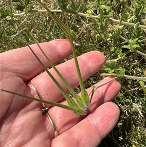 Erodium crinitum at Yarralumla, ACT - 26 Oct 2024