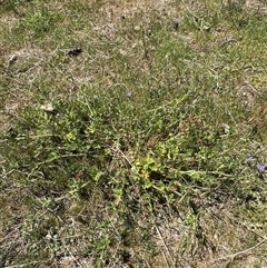 Erodium crinitum at Yarralumla, ACT - 26 Oct 2024