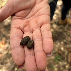 Unidentified Wombat or Koala at Lorne, NSW - 26 Oct 2024 by Butlinz