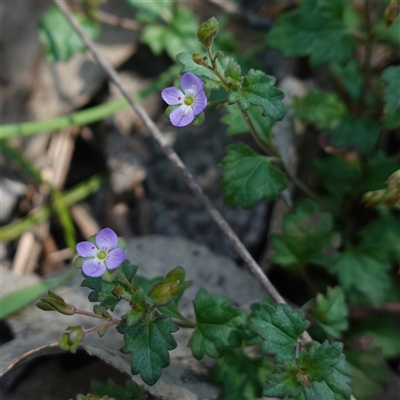 Veronica plebeia (Trailing Speedwell, Creeping Speedwell) at Gundary, NSW - 20 Oct 2024 by RobG1