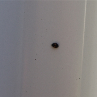 Diomus notescens (Little two-spotted ladybird) at Lyons, ACT - 25 Oct 2024 by ran452