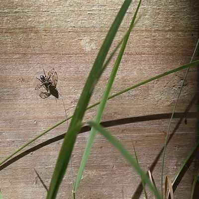 Pogonortalis doclea (Boatman fly) at Lyons, ACT - 26 Oct 2024 by ran452