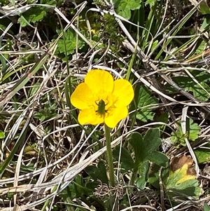 Eleale aspera at Mount Clear, ACT - 22 Oct 2024 12:34 PM