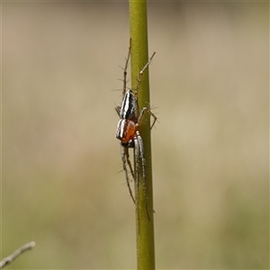 Oxyopes gracilipes at Gundary, NSW - 20 Oct 2024