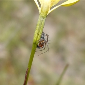 Oxyopes gracilipes at Gundary, NSW - 20 Oct 2024