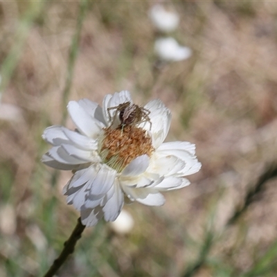 Oxyopes sp. (genus) (Lynx spider) at Lyons, ACT - 26 Oct 2024 by ran452