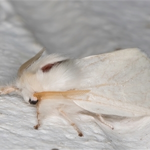 Trichiocercus sparshalli at Melba, ACT - 23 Oct 2024