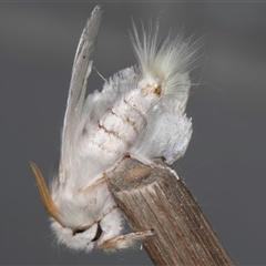 Trichiocercus sparshalli at Melba, ACT - 23 Oct 2024