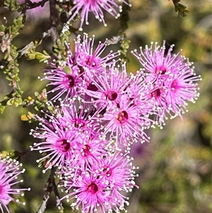 Kunzea parvifolia at Kenny, ACT - 26 Oct 2024