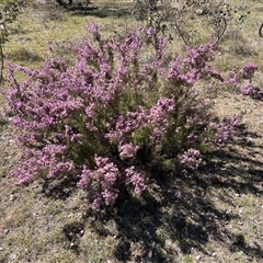 Kunzea parvifolia at Kenny, ACT - 26 Oct 2024