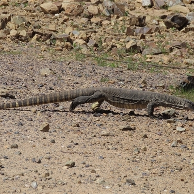 Varanus rosenbergi (Heath or Rosenberg's Monitor) at Booth, ACT - 26 Oct 2024 by SandraH