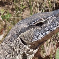 Varanus rosenbergi at Booth, ACT - 26 Oct 2024