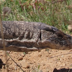 Varanus rosenbergi at Booth, ACT - 26 Oct 2024