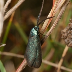 Pollanisus (genus) (A Forester Moth) at Watson, ACT - 26 Oct 2024 by RobertD