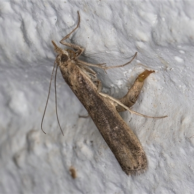 Faveria tritalis (Couchgrass Webworm) at Melba, ACT - 23 Oct 2024 by kasiaaus