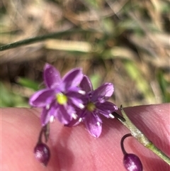 Arthropodium minus (Small Vanilla Lily) at Throsby, ACT - 22 Oct 2024 by JVR